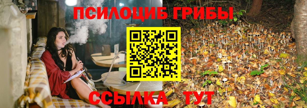 Новокузнецк  купить закладку  Вход с VPN  Псилоцибиновые грибы Cubensis 